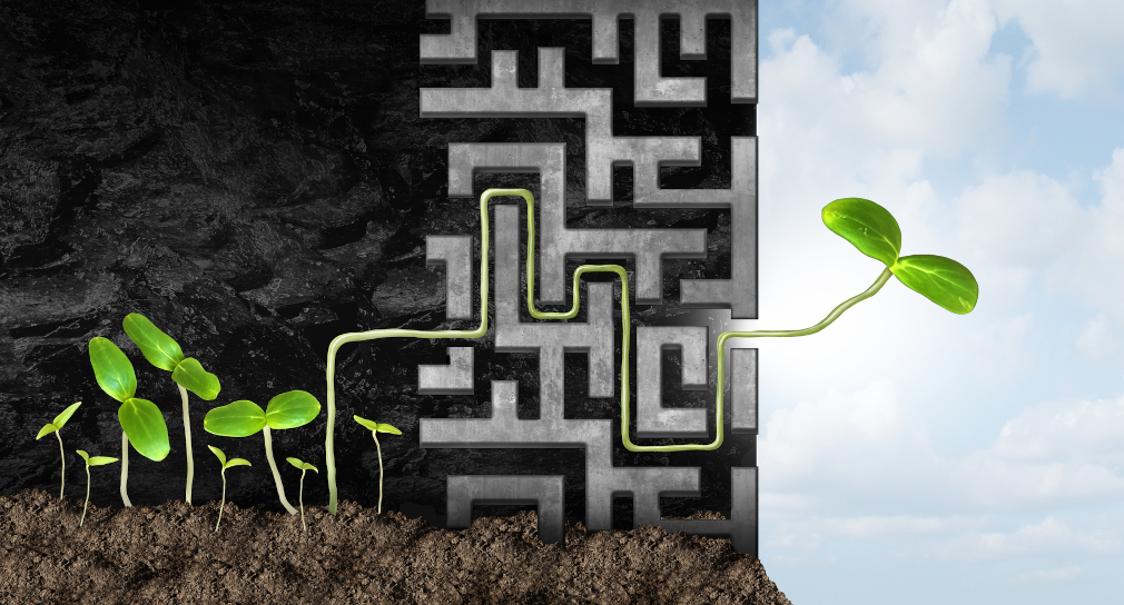 Symbolbild für Unterstützungsangebote zur Gesundheitsförderung für schulische Führungskräfte: Pflanze wächst durch Labyrinth ans Licht